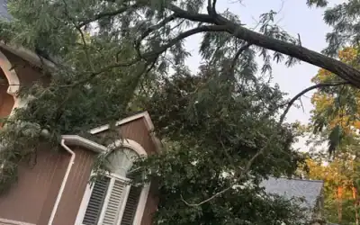 Best Fall Tree Trimming by Species in Oakland County, Michigan