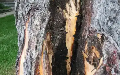 Is Your Tree Hazardous? 5 Warning Signs to Know