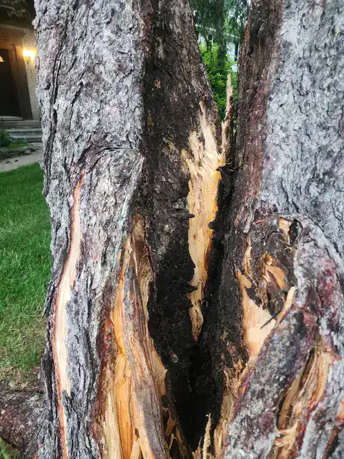 A split tree trunk exposes damaged wood and rough bark, showing clear signs of tree trunk damage.