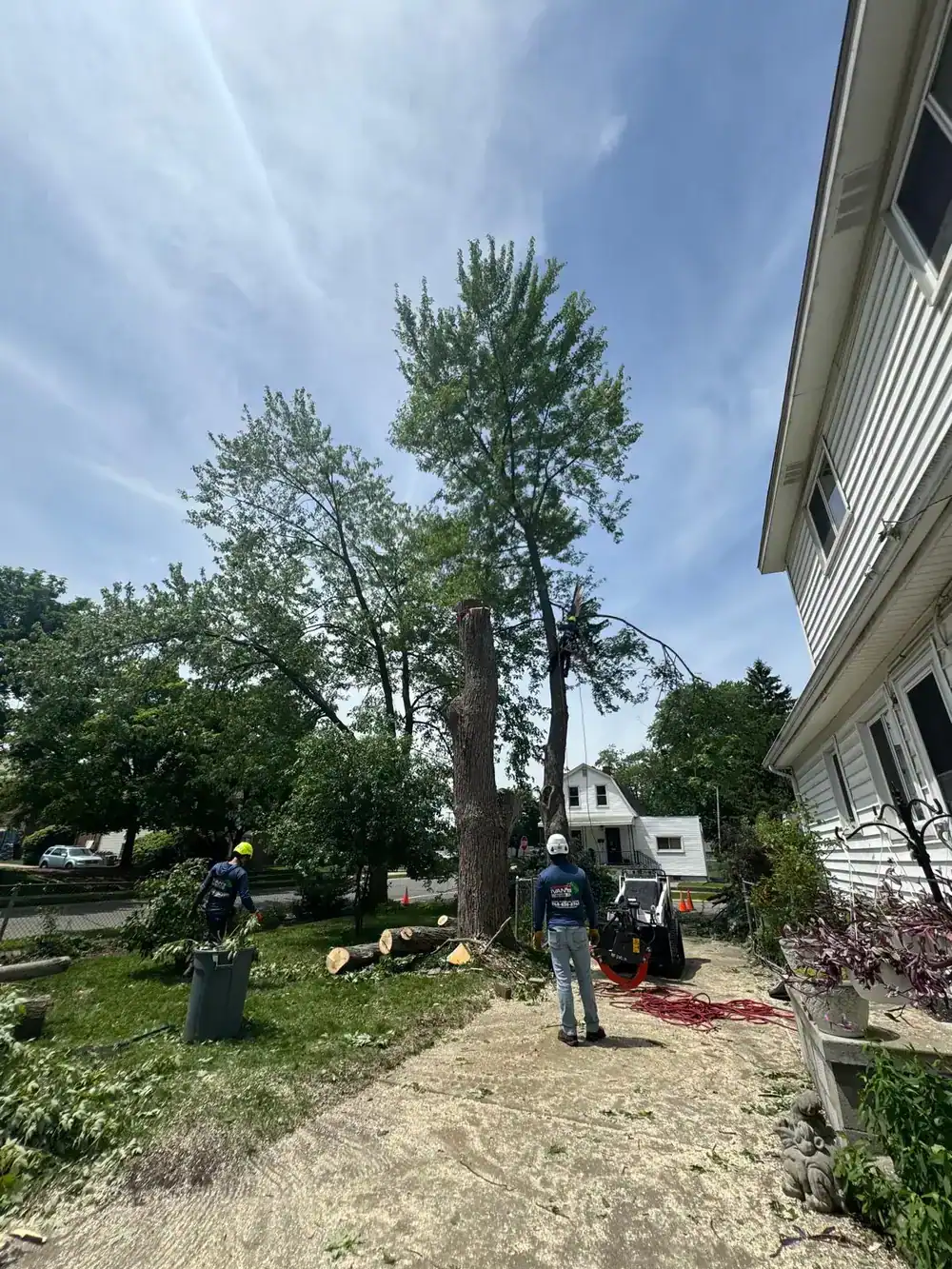 Tree Removal Cost: What Drives the Price | Ivan's