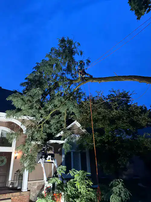 Two tree workers use a bucket lift and ropes to safely trim a large tree limb overhanging a house