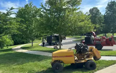 Do You Need Stump Grinding After Tree Removal?