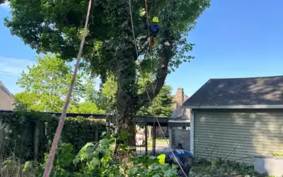 When to Prune Trees: The Best Timing by Season