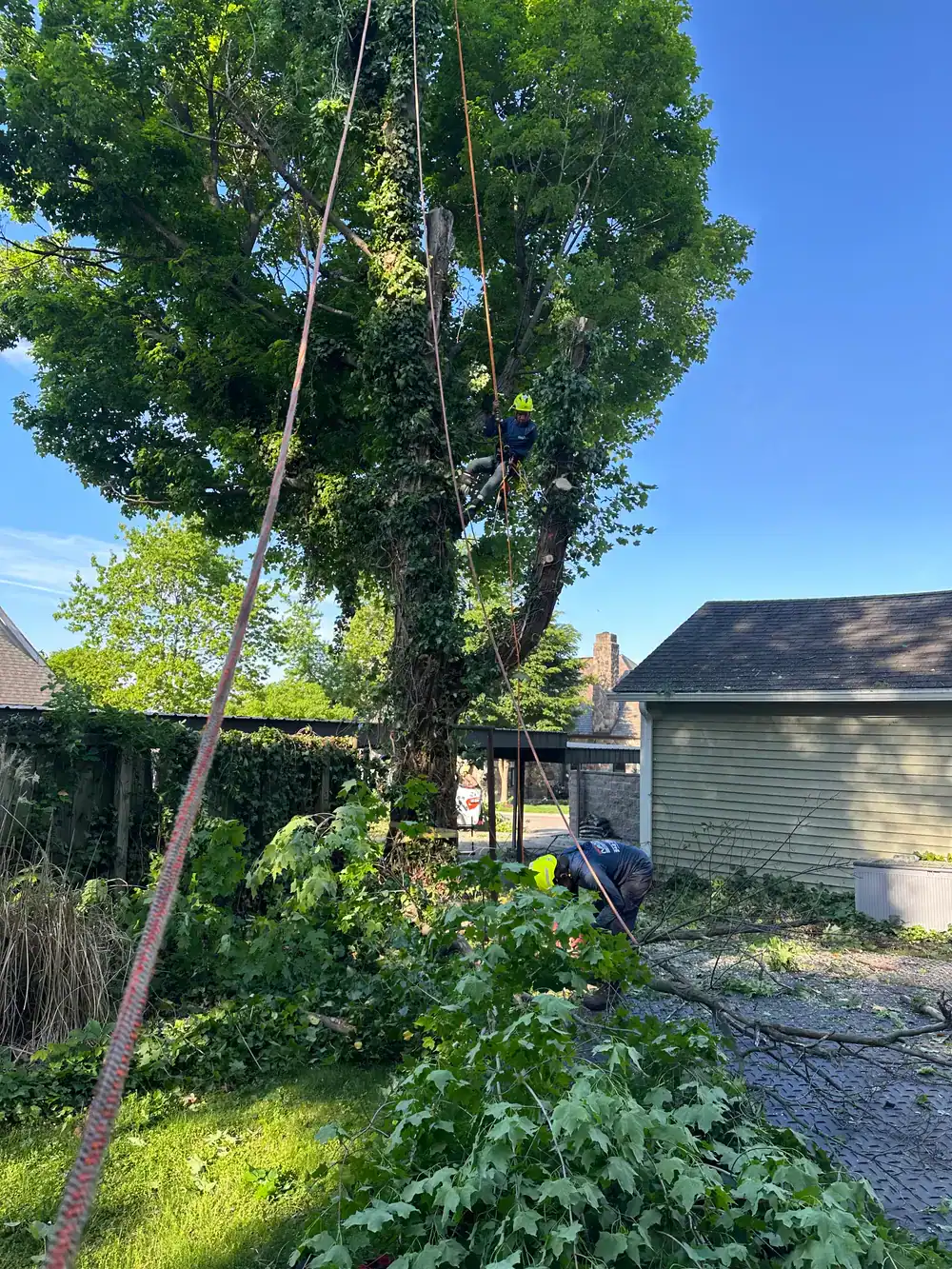 Two workers perform expert tree services in Oakland, with one trimming branches and one clearing debris.