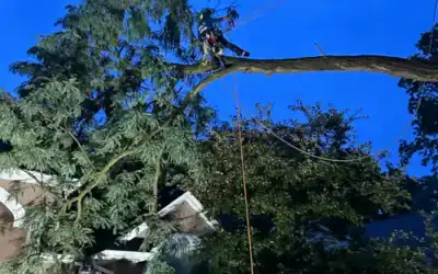Tree Removal Services vs. Trimming: How Professionals Decide