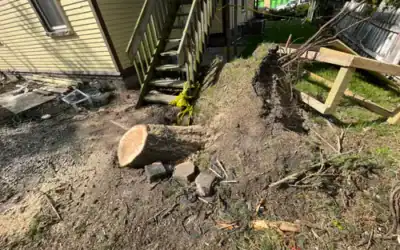 Storm Damage Tree Cleanup: What to Do in the First 24 Hours