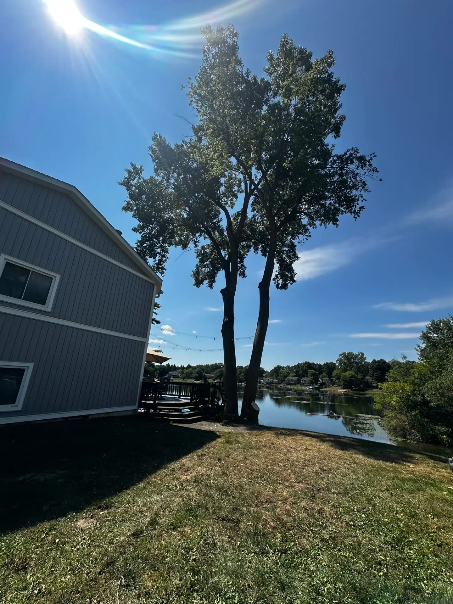 A tall tree by a lake near a gray house stands under a bright blue sky with visible sun glare.