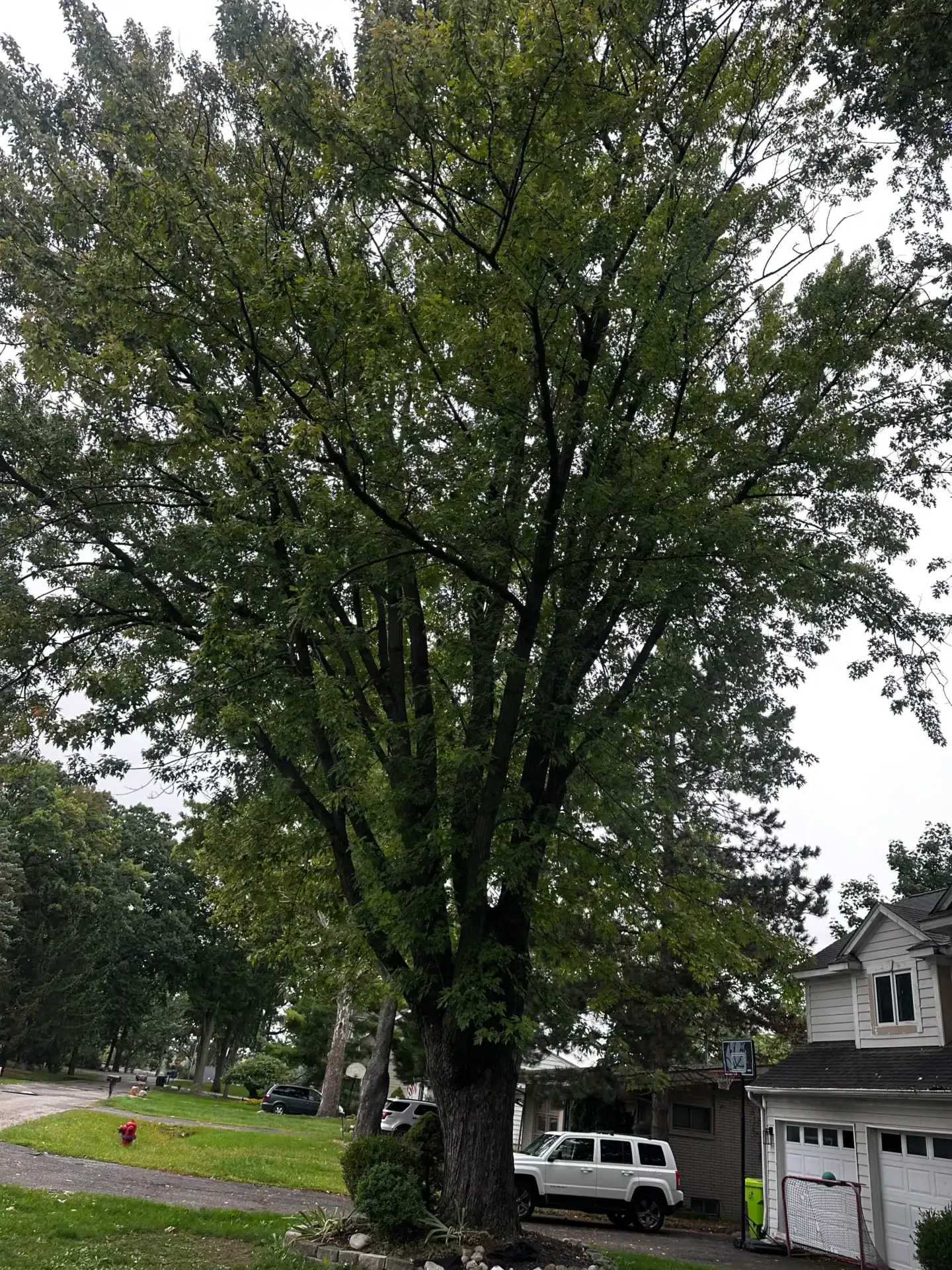 Large tree with spreading branches in a suburban yard, with houses and parked cars visible behind it.
