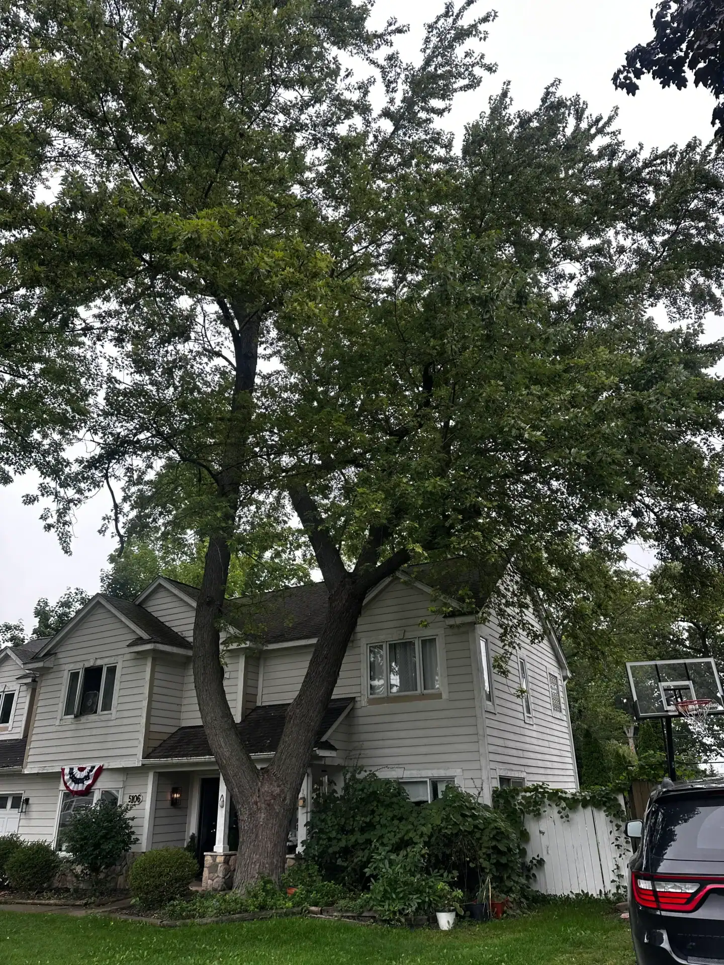 A large tree is in front of a two-story white house with a basketball hoop and a car parked nearby.