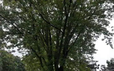 What Makes a Tree Service Company Worth Hiring in Oakland County, MI