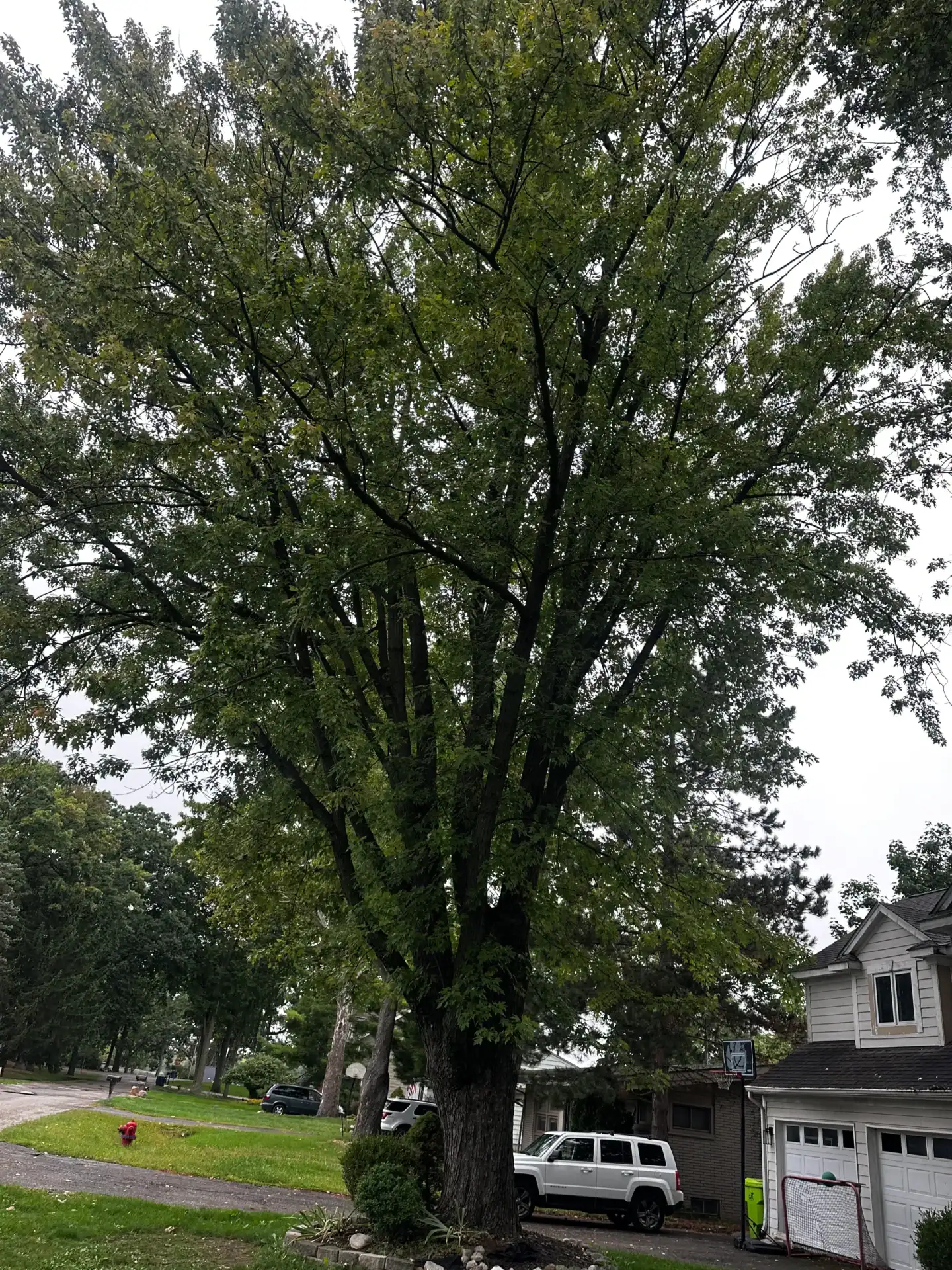 A tall leafy tree with many branches stands in a yard near a house, parked cars, and residential street.