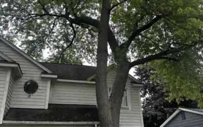 Why Choose Ivan’s Tree Service in Milford, MI