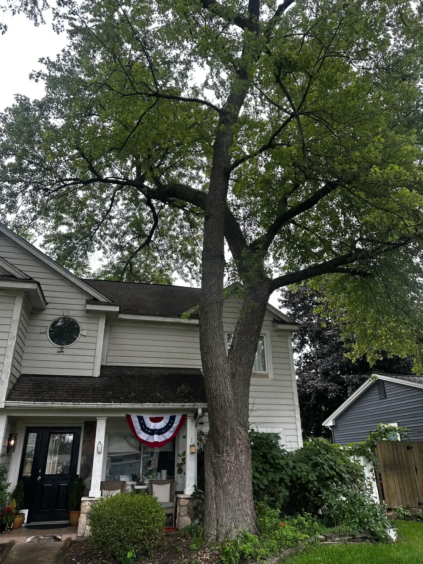 A large tree stands before a house displaying a patriotic banner above the porch, with lush green plants.