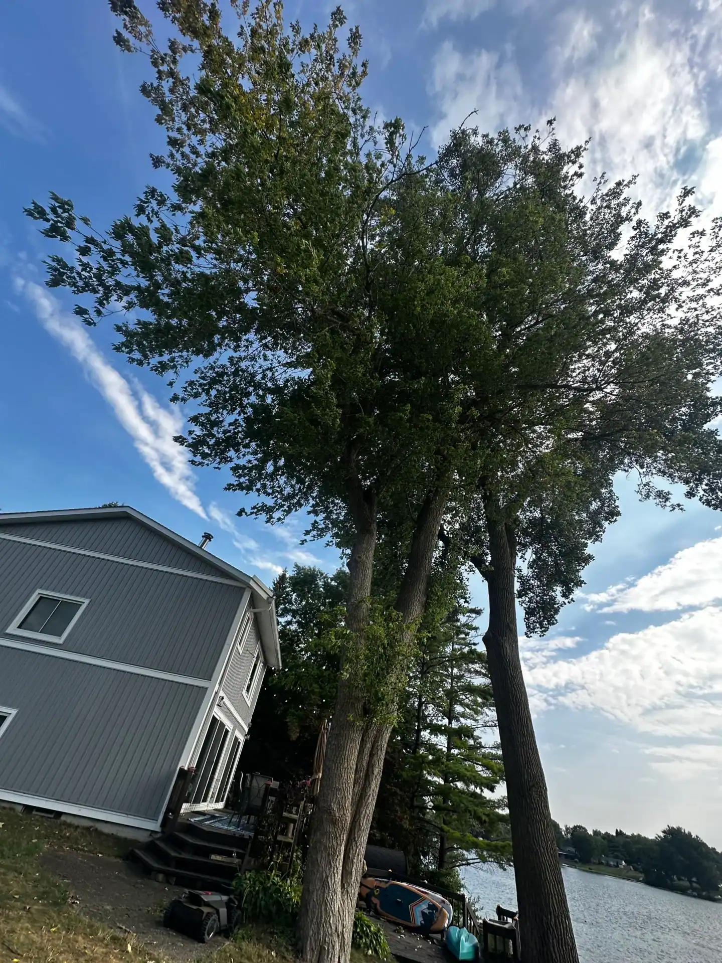 Three tall trees stand beside a gray house on a lake shore, beneath a partly cloudy sky.