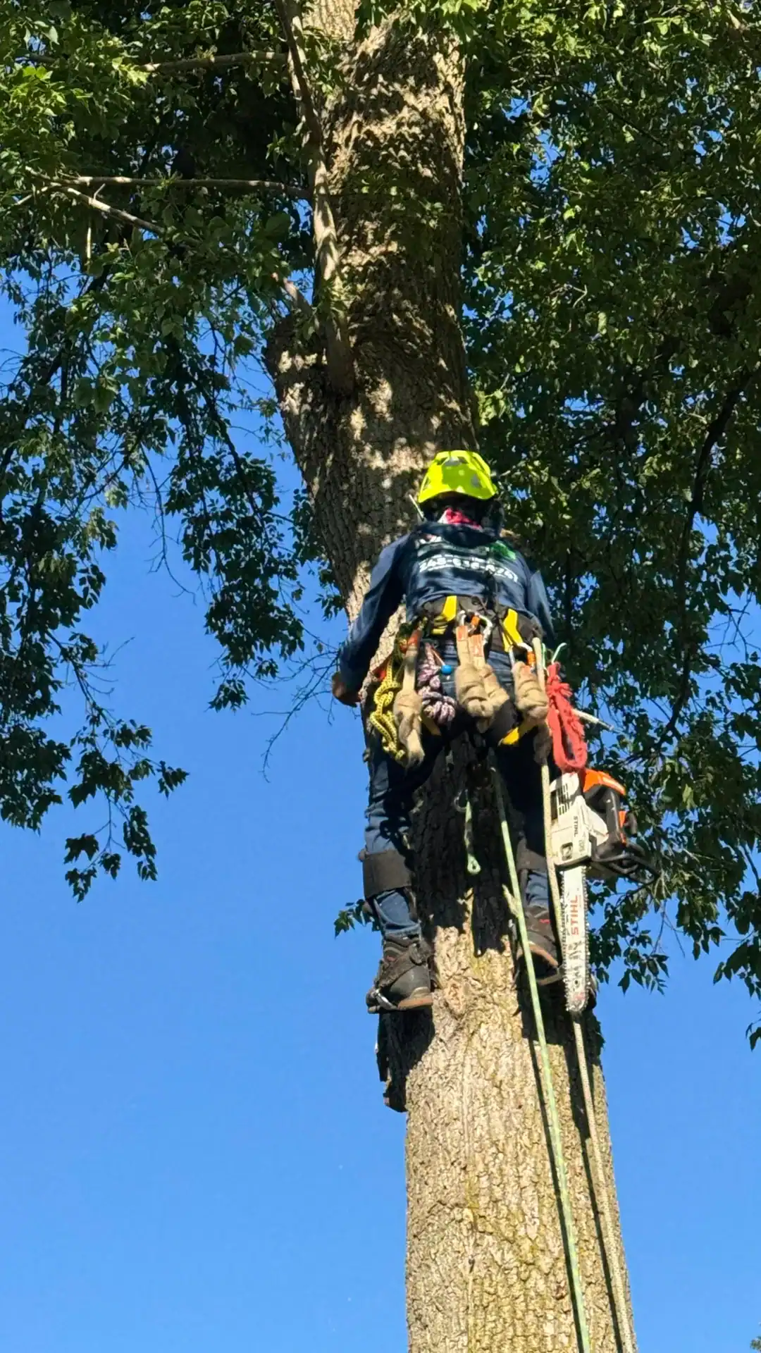 Arborist in safety gear and helmet climbs a tall tree with ropes, chainsaw hanging nearby.
