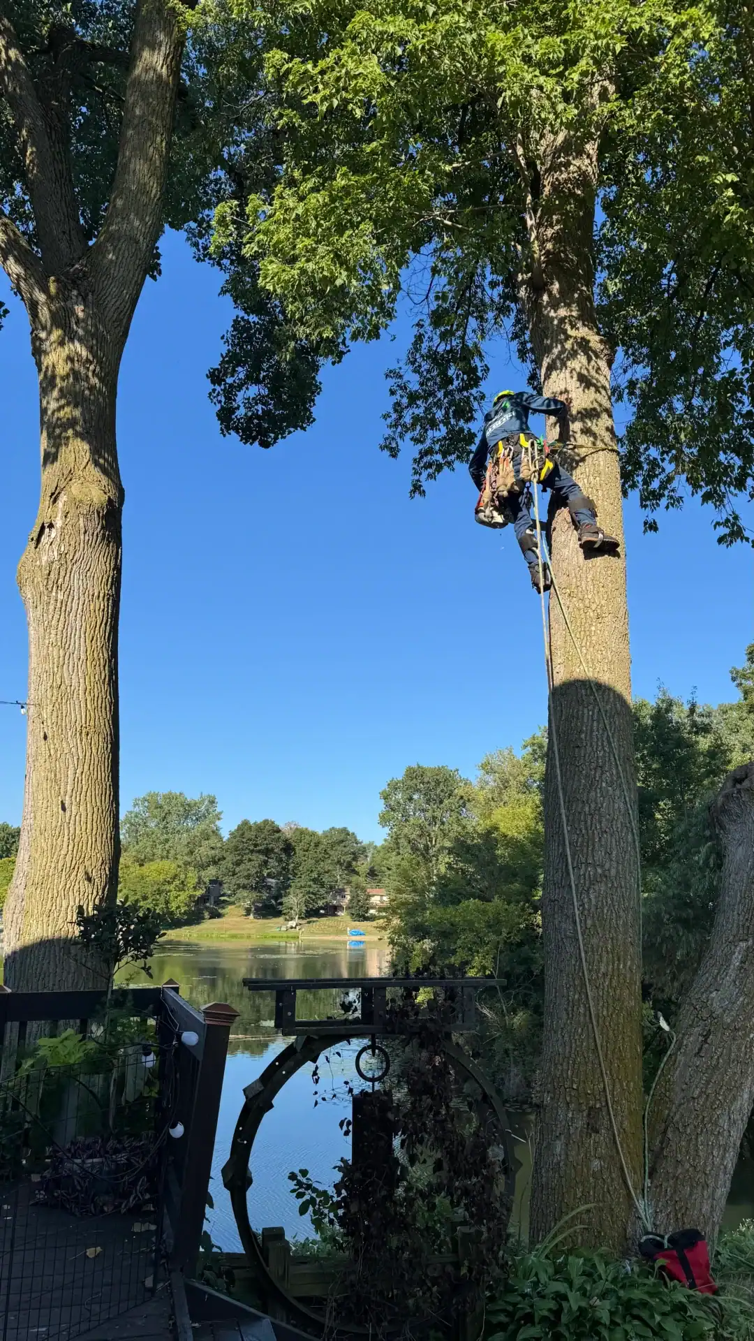 A person wearing safety gear climbs a tall tree by a river with ropes on a clear, sunny day.