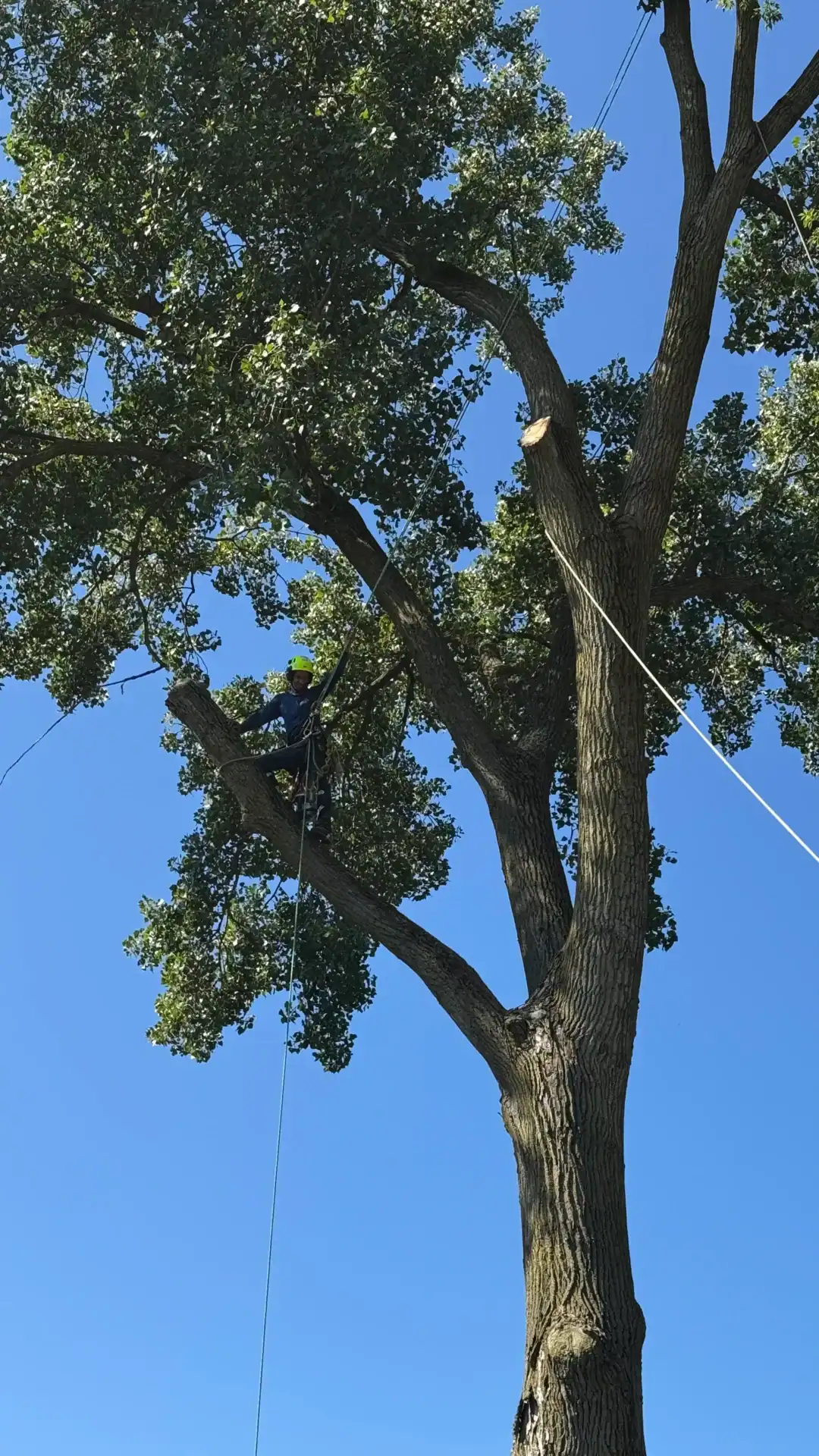 A person wearing a helmet climbs a tall tree using ropes on a clear, sunny day for safe tree climbing.