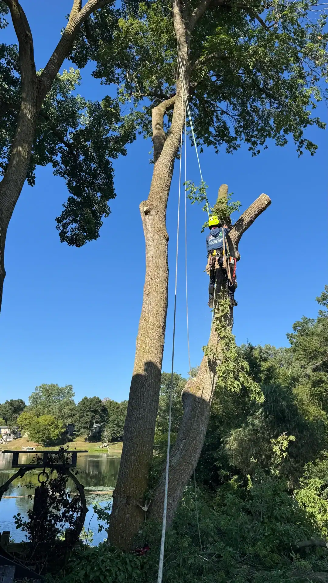 A person in safety gear climbs a tall tree with ropes on a sunny day, surrounded by greenery and sky.