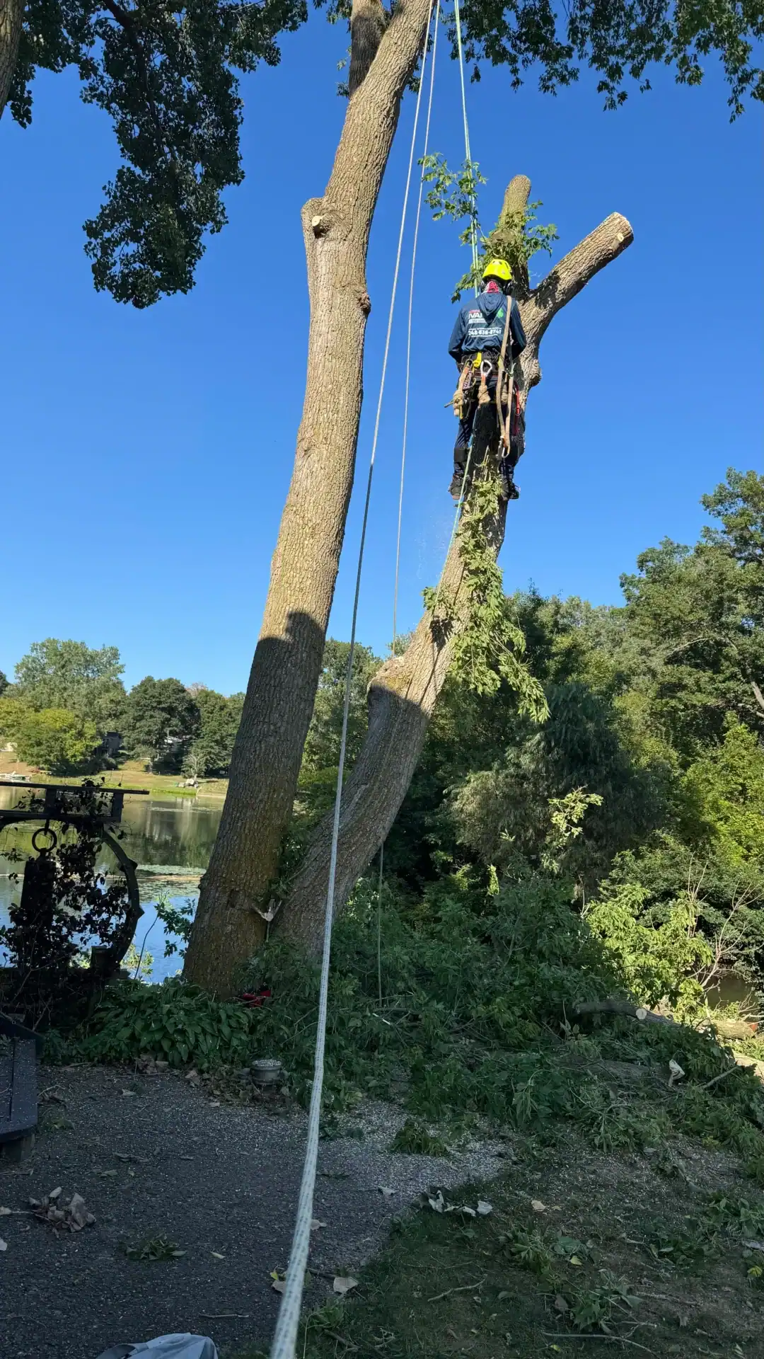 A tree worker in safety gear climbs a tall tree by a lake using ropes on a clear, sunny day.