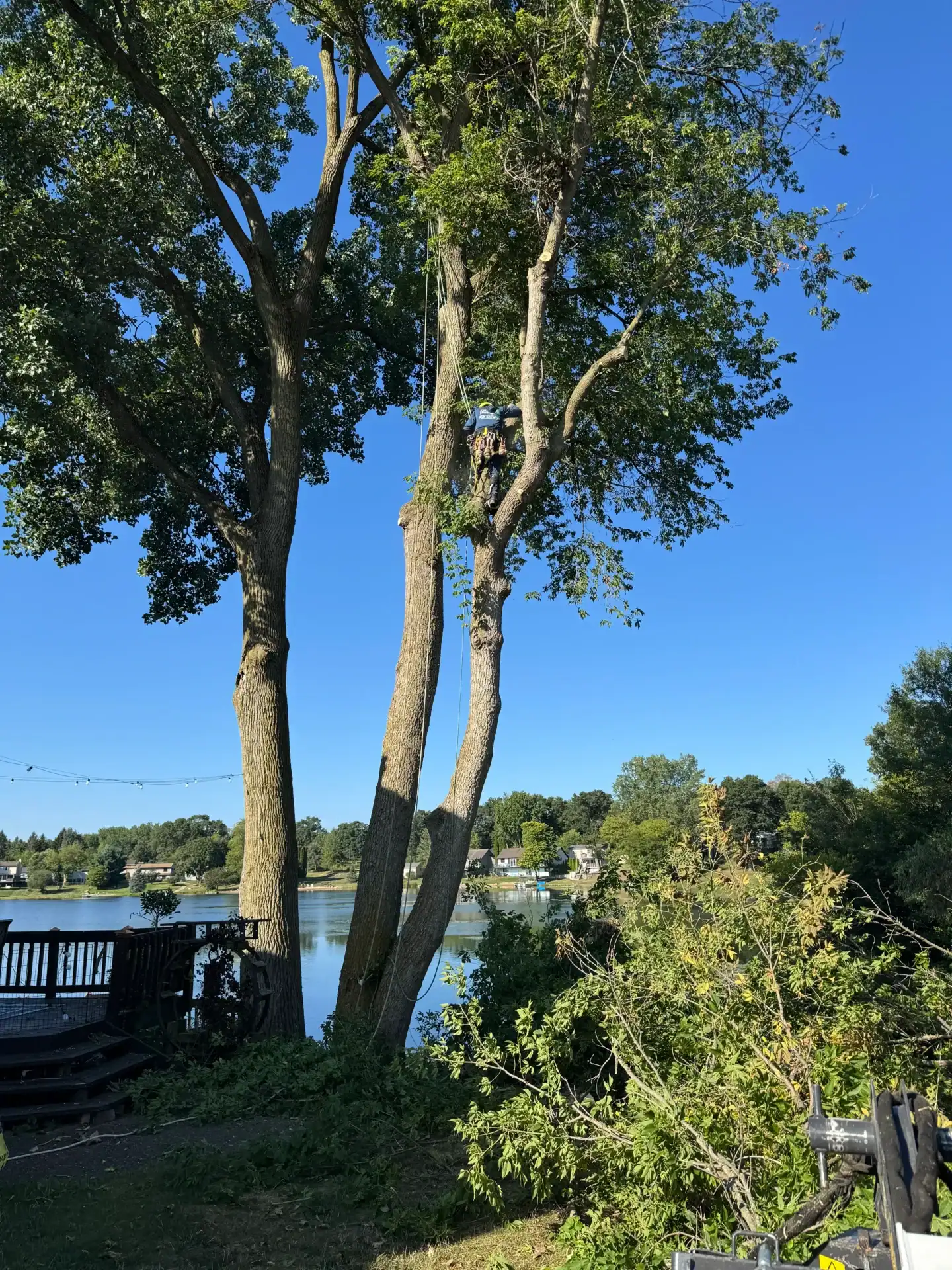 Person climbing a tree by a lake, with fallen branches and a clear blue sky in the background.