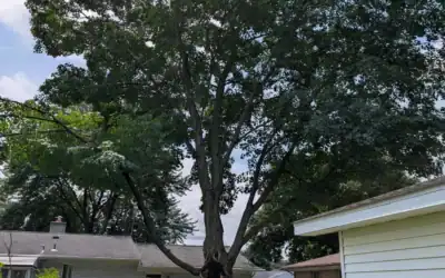 Emerald Ash Borer Treatment Cost in Oakland County: Is Your Ash Worth Saving?