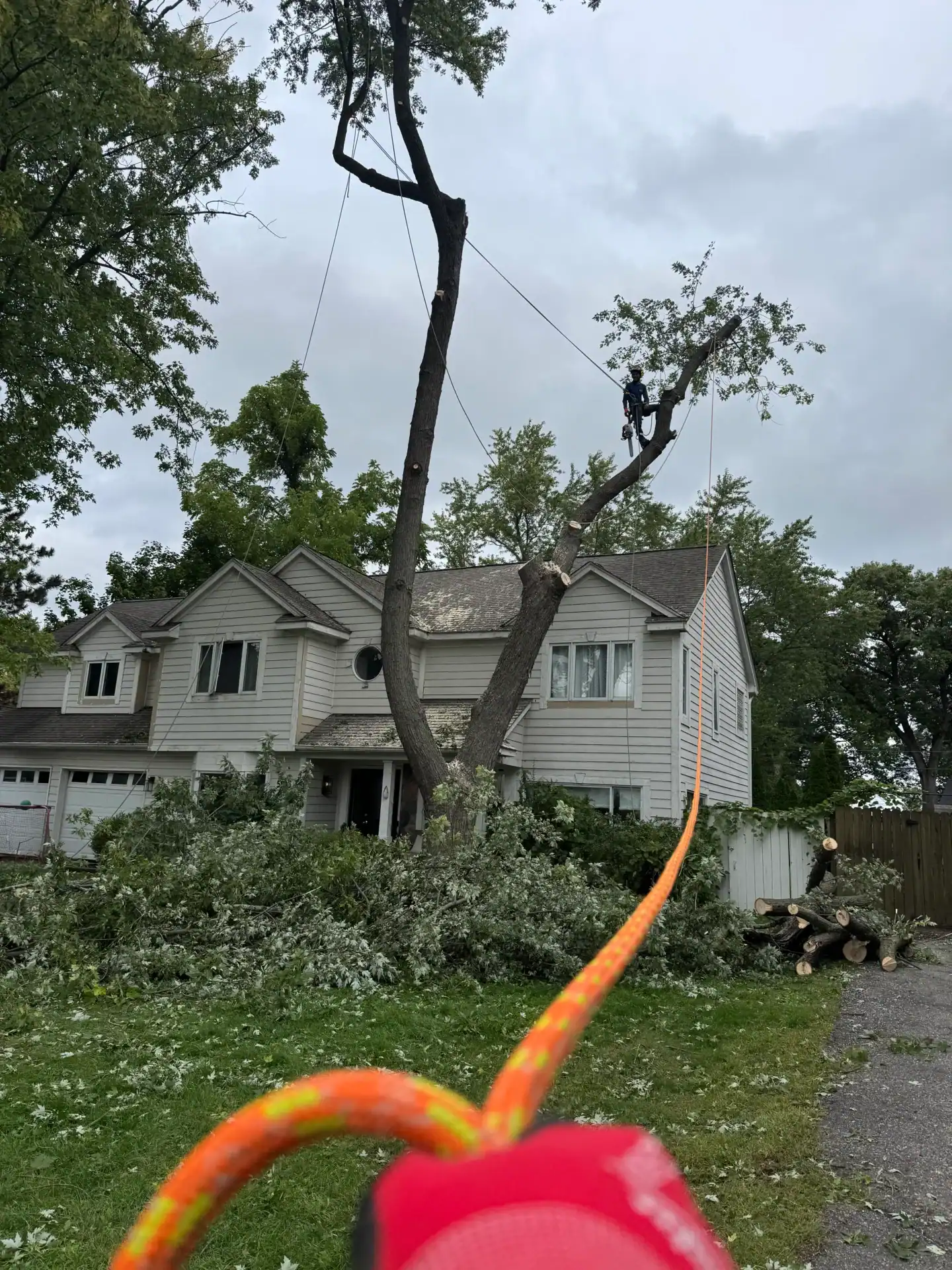 A worker in safety gear trims tall tree branches near a house as cut limbs cover the ground below.