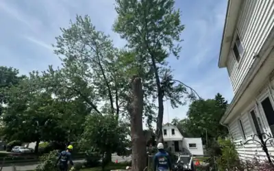 Oakland County Tree Removal Rules: What Homeowners Need to Know Before Hiring