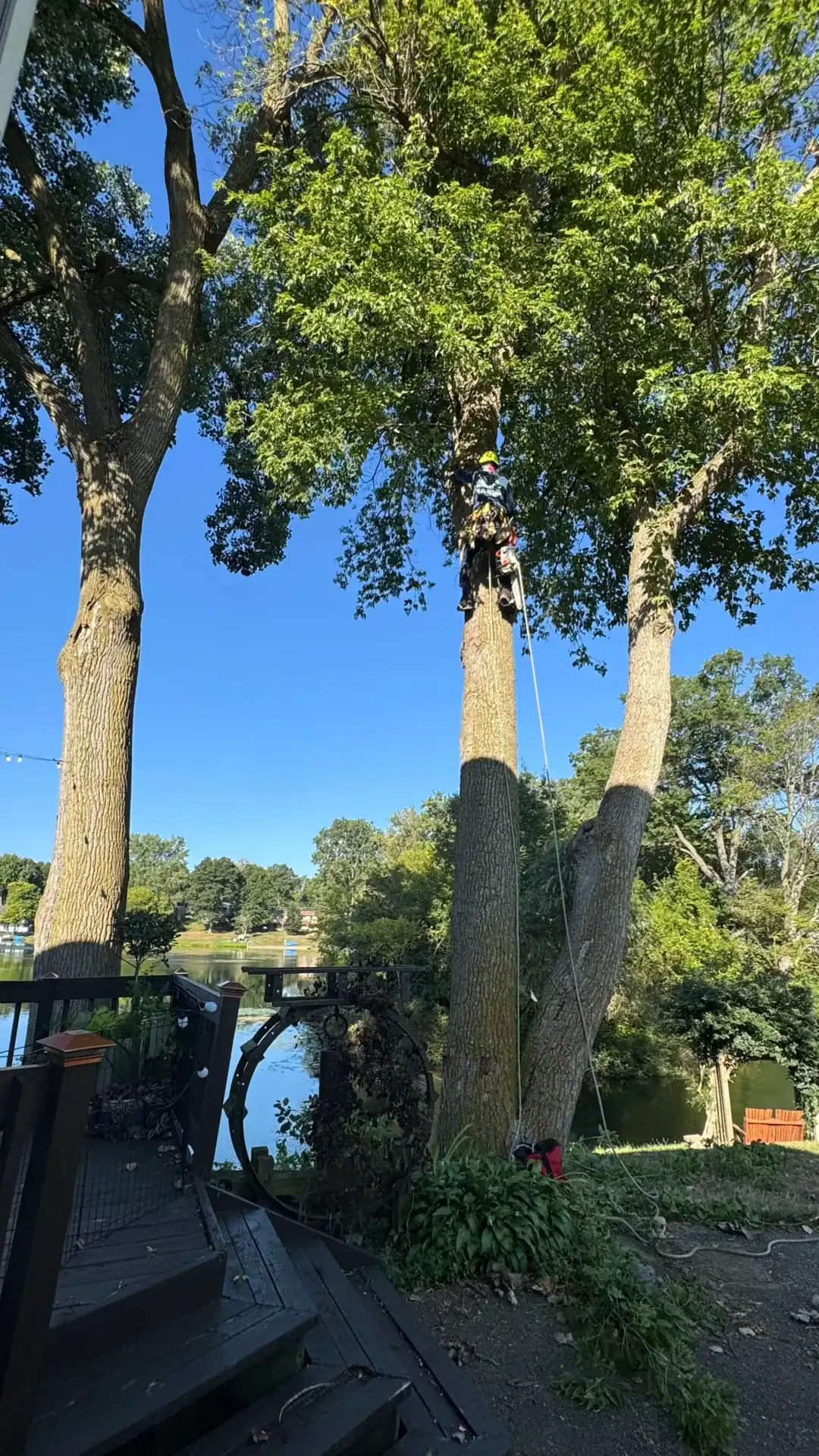 Person climbs a tall tree with ropes by a river, near greenery and a wooden deck, showcasing adventure.