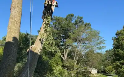 What to Expect From Tree Trimming Near You in Oakland County
