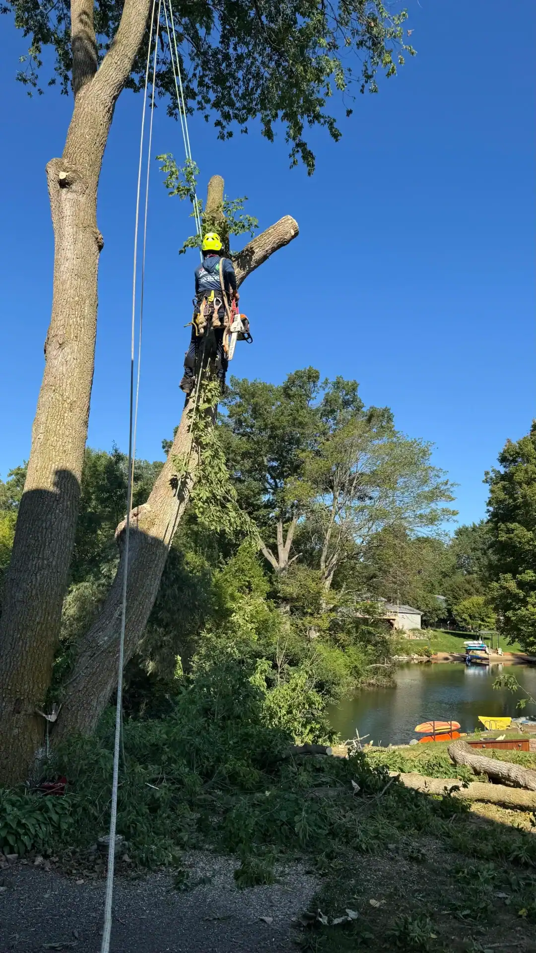 A person in safety gear trims a tall tree by a lake, surrounded by greenery and a clear blue sky.