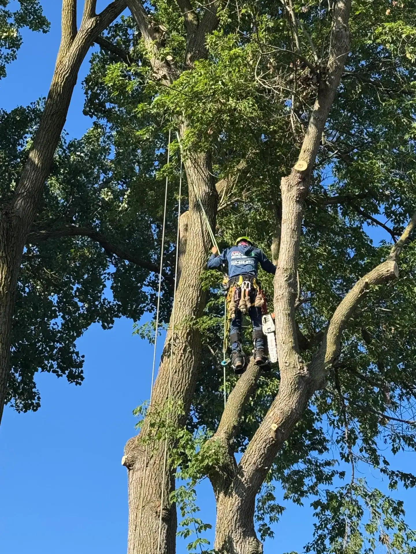 A person wearing safety gear climbs a tall tree with ropes on a sunny day, surrounded by green leaves.