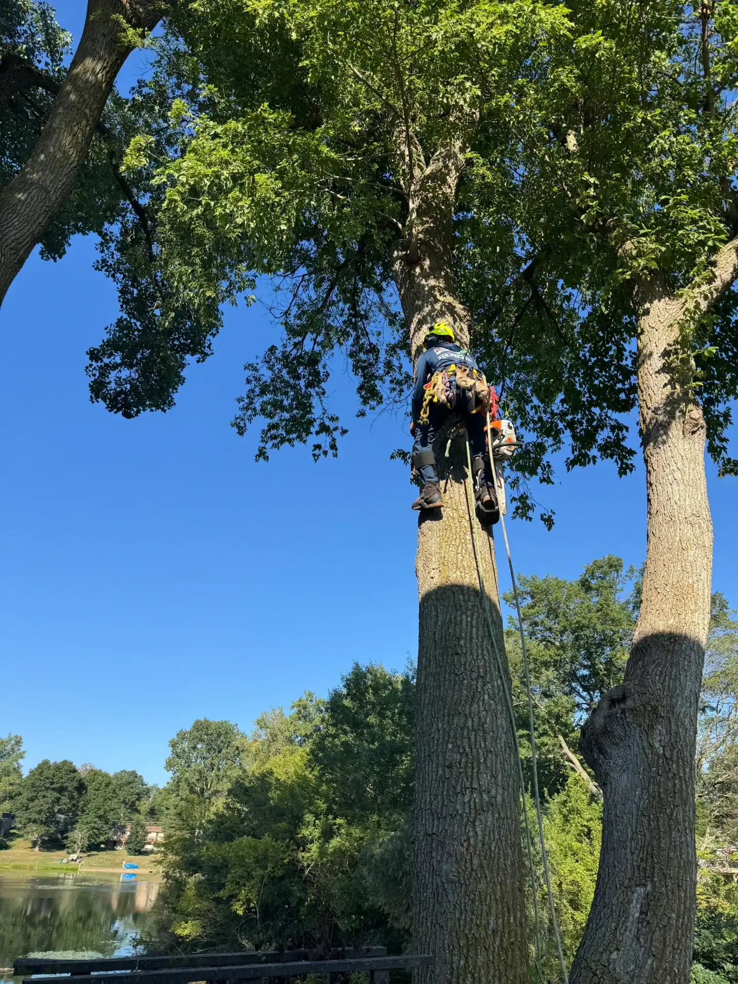 A climber in full climbing gear ascends a tall tree amid green foliage and a clear blue sky.